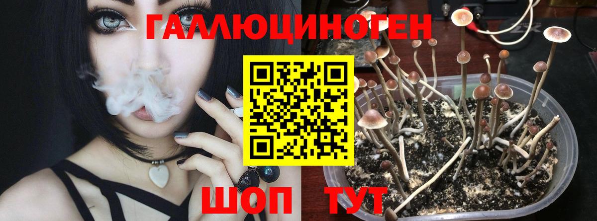 Галлюциногенные грибы Psilocybine cubensis Лениногорск